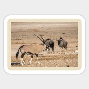 Namibia. Etosha National Park. Oryx and Wildebeest. Sticker